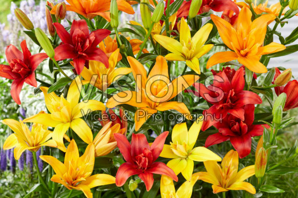 Lilium asiatic mix Lilium asiatic mix
