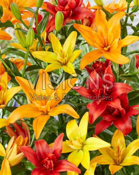 Lilium asiatic mix
