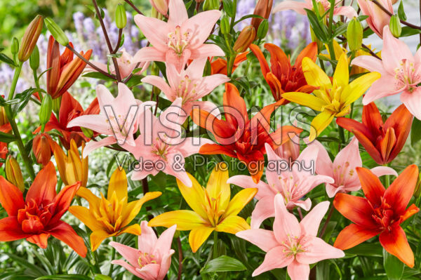 Lilium asiatic mix