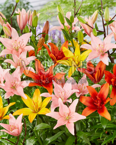 Lilium mix Lilium mix