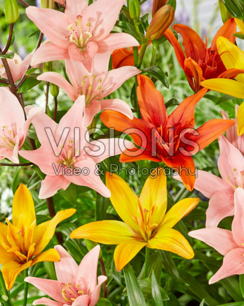 Lilium asiatic mix Lilium asiatic mix