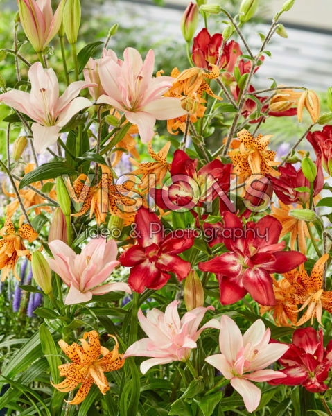 Lilium Double Sensation, Bentley, Flore Pleno Lilium Double Sensation, Bentley, Flore Pleno