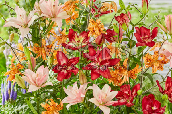 Lilium Double Sensation, Bentley, Flore Pleno Lilium Double Sensation, Bentley, Flore Pleno
