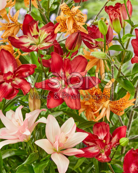 Lilium Double Sensation, Bentley, Flore Pleno Lilium Double Sensation, Bentley, Flore Pleno