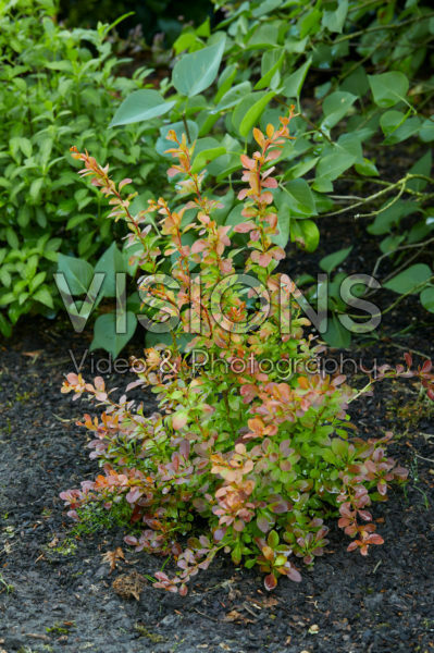 Berberis thunbergii Orange Alf® Berberis thunbergii Orange Alf®