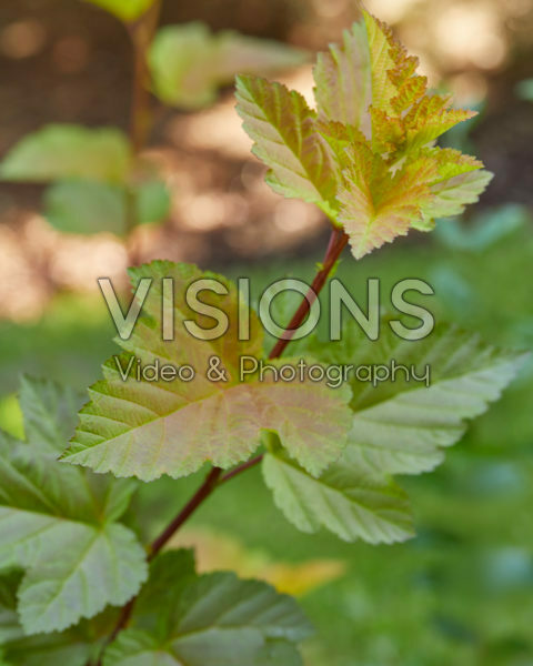 Physocarpus opulifolius Magic Ball®