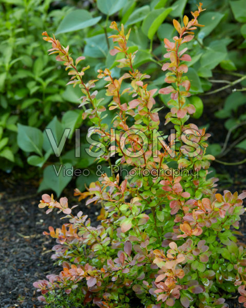 Berberis thunbergii Orange Alf® Berberis thunbergii Orange Alf®