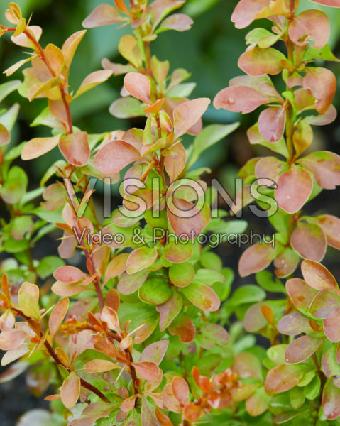Berberis thunbergii Orange Alf®