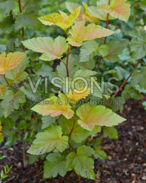 Physocarpus opulifolius Magic Ball® Physocarpus opulifolius Magic Ball®