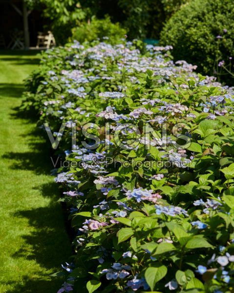 Hydrangea serrata Veerle® Hydrangea serrata Veerle®