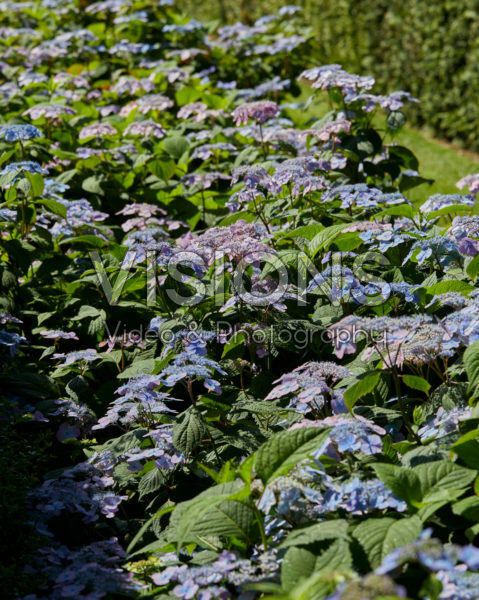 Hydrangea serrata Veerle® Hydrangea serrata Veerle®