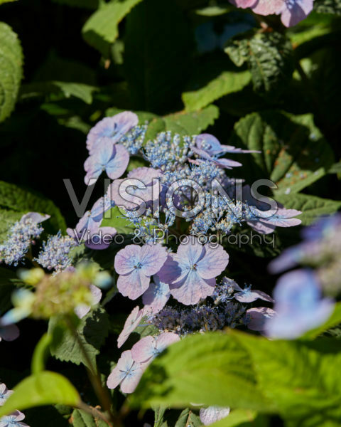 Hydrangea serrata Veerle®