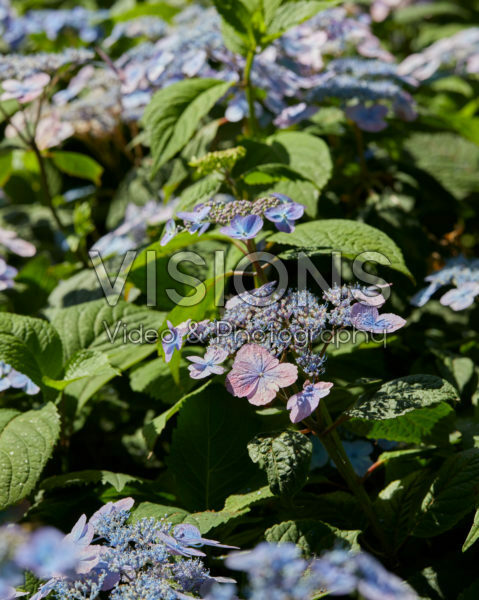 Hydrangea serrata Veerle® Hydrangea serrata Veerle®