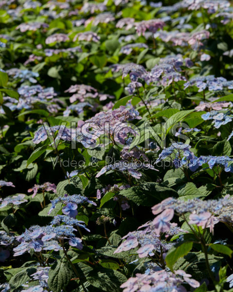 Hydrangea serrata Veerle® Hydrangea serrata Veerle®