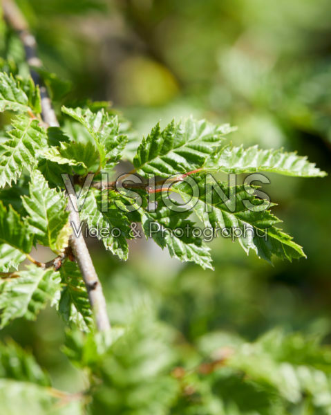 Carpinus betulus Minor Globe® Carpinus betulus Minor Globe®