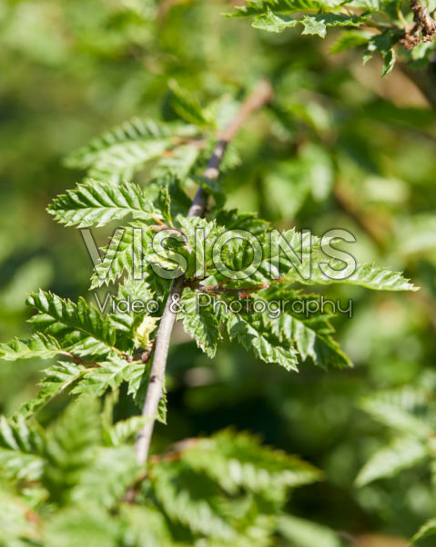 Carpinus betulus Minor Globe® Carpinus betulus Minor Globe®