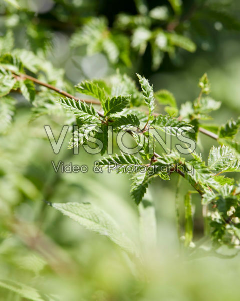 Carpinus betulus Minor Globe® Carpinus betulus Minor Globe®
