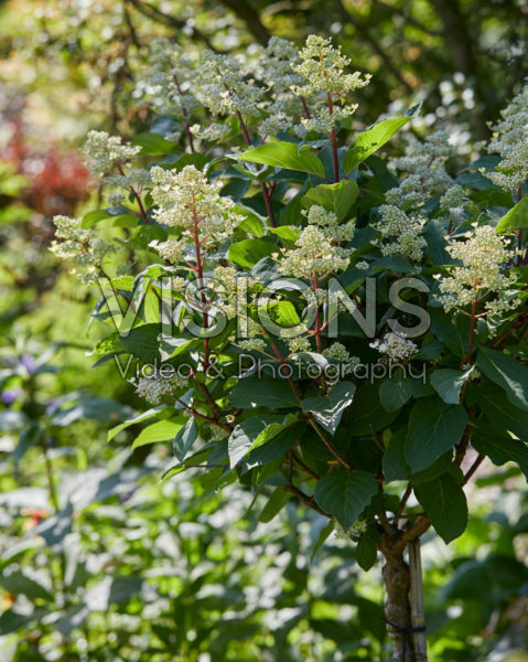 Hydrangea paniculata Early Harry® Hydrangea paniculata Early Harry®