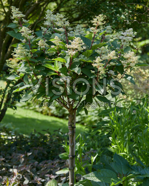 Hydrangea paniculata Early Harry® Hydrangea paniculata Early Harry®