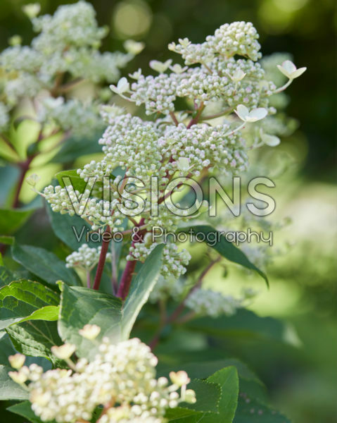 Hydrangea paniculata Early Harry® Hydrangea paniculata Early Harry®