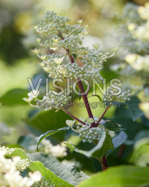 Hydrangea paniculata Early Harry® Hydrangea paniculata Early Harry®