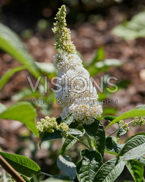 Buddleja davidii Butterfly White Buddleja davidii Butterfly White