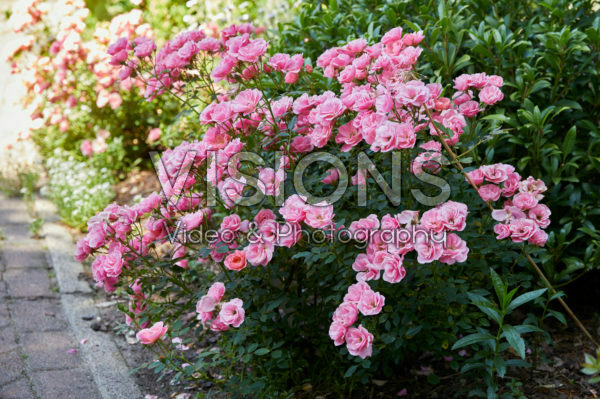 Rosa miniature