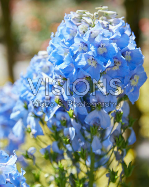 Delphinium Summer Skies Delphinium Summer Skies