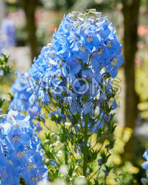 Delphinium Summer Skies