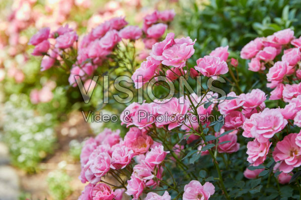 Rosa miniature Rosa miniature