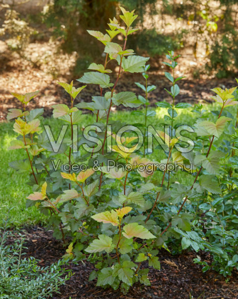 Physocarpus opulifolius Magic Ball®