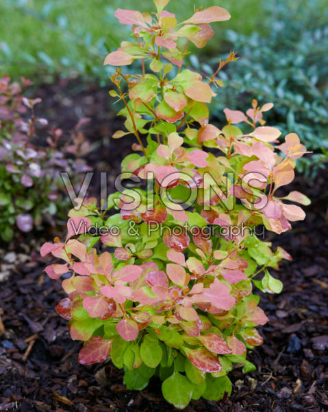 Berberis thunbergii Dariusz Berberis thunbergii Dariusz
