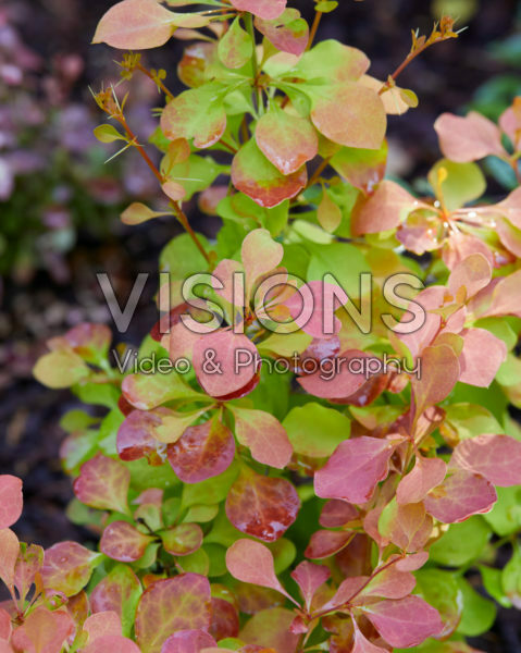 Berberis thunbergii Dariusz