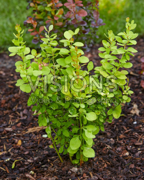 Berberis thunbergii Dariusz 3 Berberis thunbergii Dariusz 3