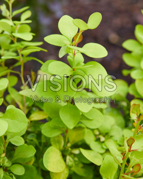 Berberis thunbergii Dariusz 3 Berberis thunbergii Dariusz 3
