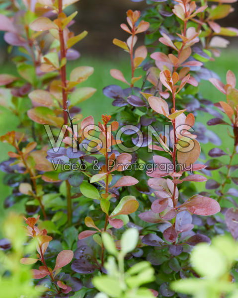 Berberis thunbergii Volcano