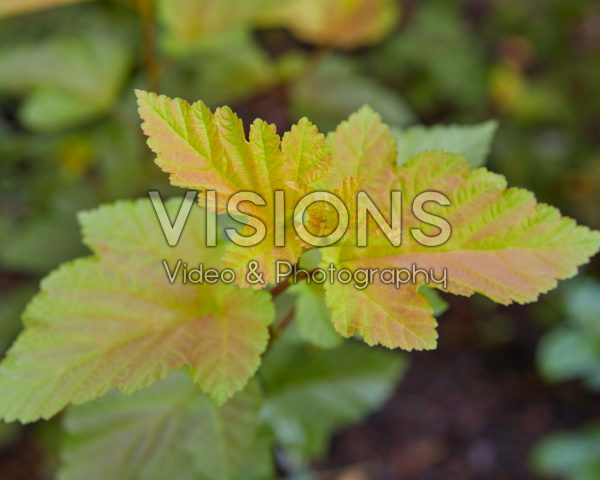 Physocarpus opulifolius Magic Ball® Physocarpus opulifolius Magic Ball®
