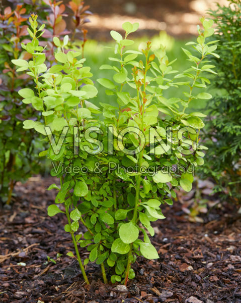Berberis thunbergii Dariusz 3 Berberis thunbergii Dariusz 3