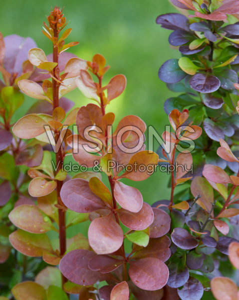 Berberis thunbergii Volcano Berberis thunbergii Volcano