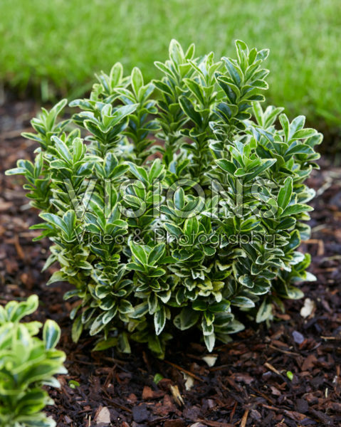 Euonymus japonicus Golden Rocket