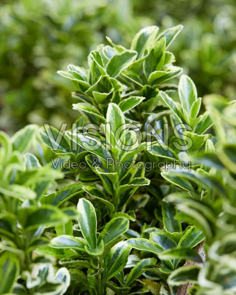 Euonymus japonicus Golden Rocket Euonymus japonicus Golden Rocket