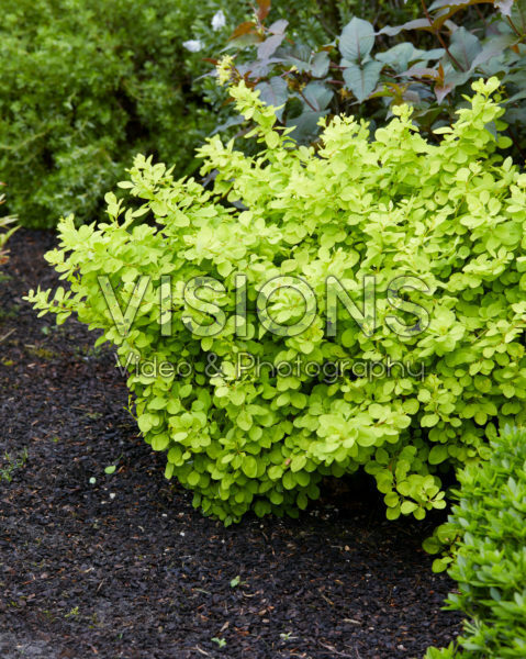 Berberis thunbergii Golden Horizon Berberis thunbergii Golden Horizon