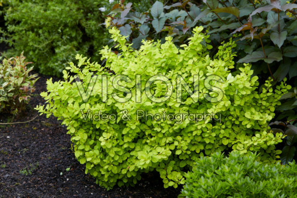 Berberis thunbergii Golden Horizon Berberis thunbergii Golden Horizon
