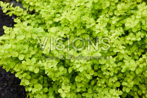 Berberis thunbergii Golden Horizon