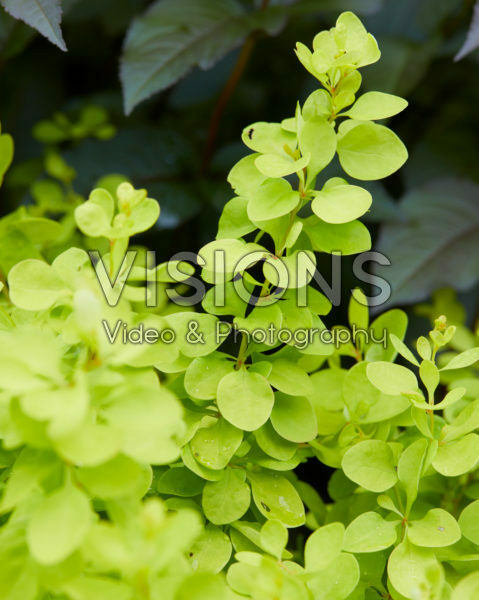 Berberis thunbergii Golden Horizon Berberis thunbergii Golden Horizon