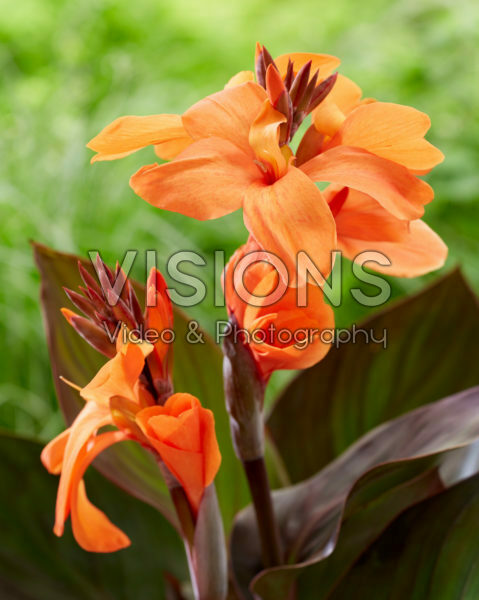 Canna CannaSol® Happy Wilma Canna CannaSol® Happy Wilma