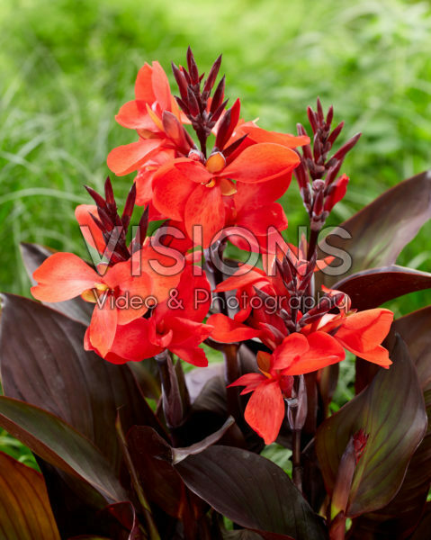 Canna CannaSol® Happy Donna Canna CannaSol® Happy Donna