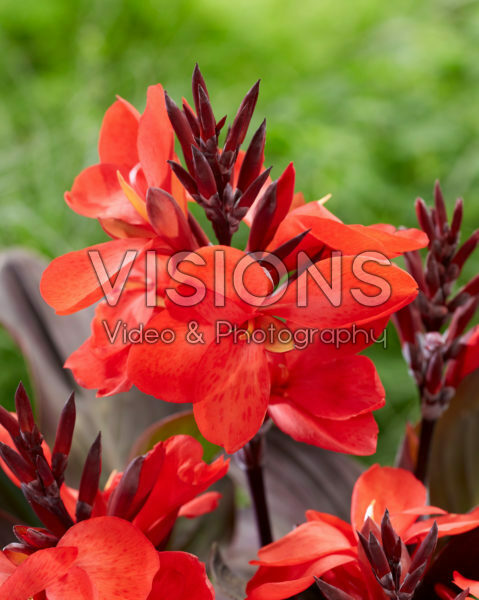 Canna CannaSol® Happy Donna Canna CannaSol® Happy Donna