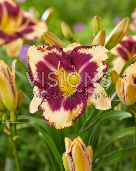 Hemerocallis Moussaka Hemerocallis Moussaka