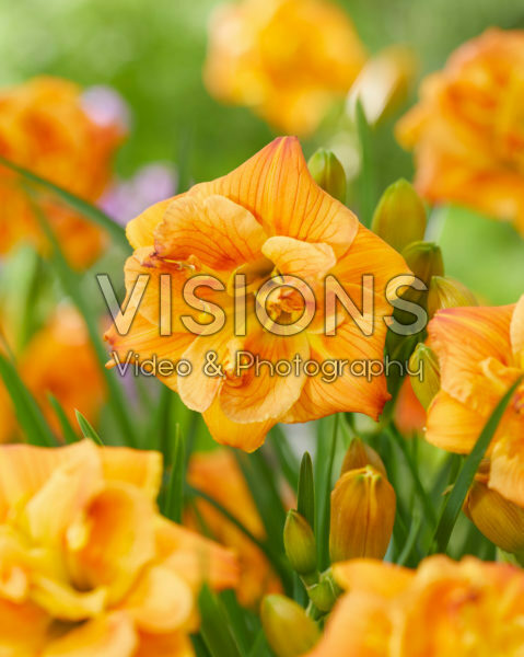 Hemerocallis Double Orange Zephyr